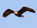 Bald eagle, Mississippi River, January 2008.