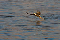 Bald eagle yanks a fish out of the Mississippi River, January 2008.