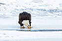 Bald eagle on the frozen Mississippi River, January 2008.