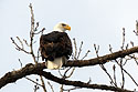 Bald eagle, Mississippi River, January 2008.