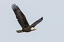 Bald eagle, Mississippi River, January 2008.