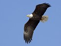 Bald eagle, Mississippi River, January 2008.