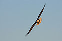 Bald eagle, Mississippi River, January 2008.