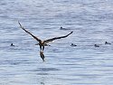Juvenile bald eagle latches on to a big fish, Mississippi River, January 2008.