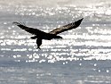 Bald eagle, Mississippi River, January 2008.