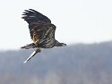 Bald eagle, Mississippi River, January 2008.