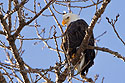 Bald eagle, Mississippi River, January 2008.