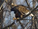 Bald eagle, Mississippi River, January 2008.