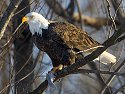 Bald eagle, Mississippi River, January 2008.