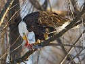 Bald eagle, Mississippi River, January 2008.