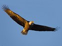 Bald eagle, Mississippi River, January 2008.