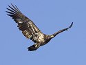 Juvenile bald eagle, Ft. Randall dam, South Dakota, February 2008.