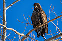 Juvenile bald eagle, Ft. Randall dam, South Dakota, February 2008.