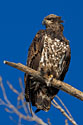Juvenile bald eagle, Ft. Randall dam, South Dakota, February 2008.