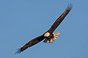 Bald eagle, Ft. Randall dam, South Dakota, February 2008.