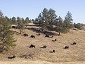 Bison, Custer State Park, South Dakota, February 2008.
