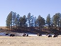 Bison, Custer State Park, South Dakota, February 2008.