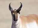 Pronghorn, Custer State Park, South Dakota, February 2008.