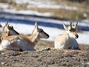 Pronghorn at rest, Custer State Park, South Dakota, February 2008.