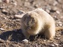 Prairie Dog, Wind Cave National Park, South Dakota, February 2008.