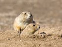Prairie Dogs, Wind Cave National Park, South Dakota, February 2008.