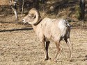Rocky Mountain Bighorn ram, Custer State Park, South Dakota, February 2008.
