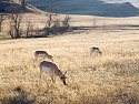 Pronghorn, Custer State Park, South Dakota, February 2008.