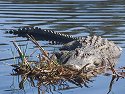 Gator, Washo Preserve, South Carolina.