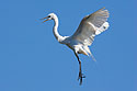 Egret coming in for a landing, St. Augustine, Florida.