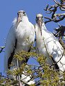 Nesting wood storks, St. Augustine, Florida.
