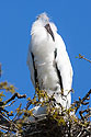 Wood stork having a bad hair day, St. Augustine, Florida.