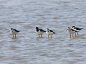 The birders at "Ding" Darling NWR freaked out when these Black-Necked Stilts showed up.  Apparently they are infrequent visitors to this area.  Sanibel Island, Florida.