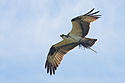 Osprey with material for patching nest after recent windstorms, Honeymoon Island State Park, Florida, March 2008.