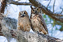 Another view of the Great Horned Owl fledgling and mother, Honeymoon Island State Park, Florida, March 2008.  This image available for licensing.