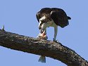 Osprey having chow, Honeymoon Island State Park, Florida.
