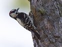 Woodpecker, Honeymoon Island State Park.