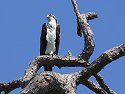 Osprey (first of seven), Honeymoon Island State Park, Florida, March 2008.