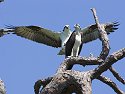 Here comes another osprey (second of seven), Honeymoon Island State Park, Florida.