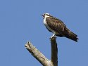 Osprey vocalizing.  Honeymoon Island State Park, Florida.