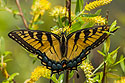 Butterfly, Lower Suwannee NWR, Florida.