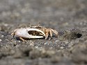 Ghost crab, Lower Suwannee NWR, Florida.