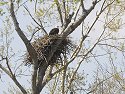 Eagle�s nest, Squaw Creek NWR, Missouri, April 2008.