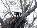 Eagle�s nest, Squaw Creek NWR, Missouri, April 2008.