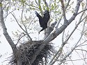 Eagle’s nest, Squaw Creek NWR, Missouri, April 2008.