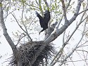 Eagle�s nest, Squaw Creek NWR, Missouri, April 2008.