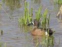 Blue-winged Teal, Squaw Creek NWR, Missouri, April 2008.
