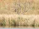 Great Horned Owl roosting, Quivira NWR, Kansas, April 2008.
