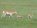 Pronghorn mother and fawns, Custer State Park, South Dakota, June 2008.