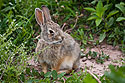 Bunny rabbit, Wind Cave National Park, South Dakota, June 2008.