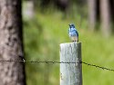Mountain Bluebird, Custer State Park, South Dakota, June 2008.